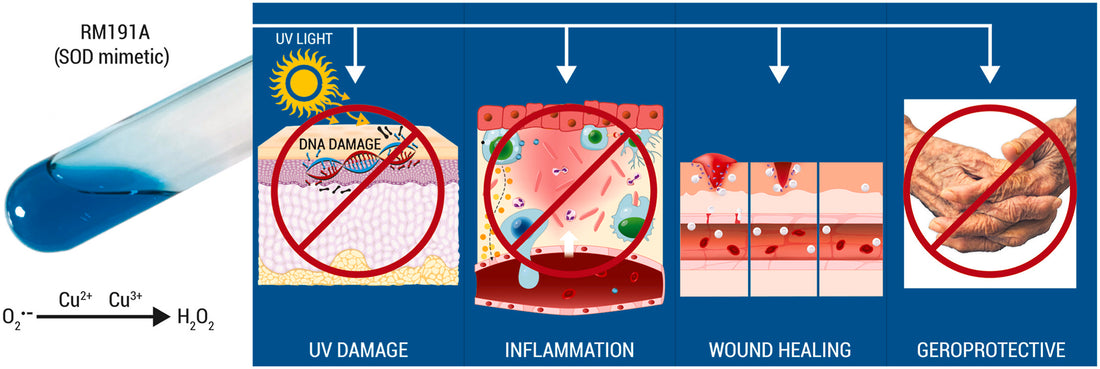 Media Release: New research shows RM191A fast tracks wound healing, reduces DNA damage and neutralises inflammation.