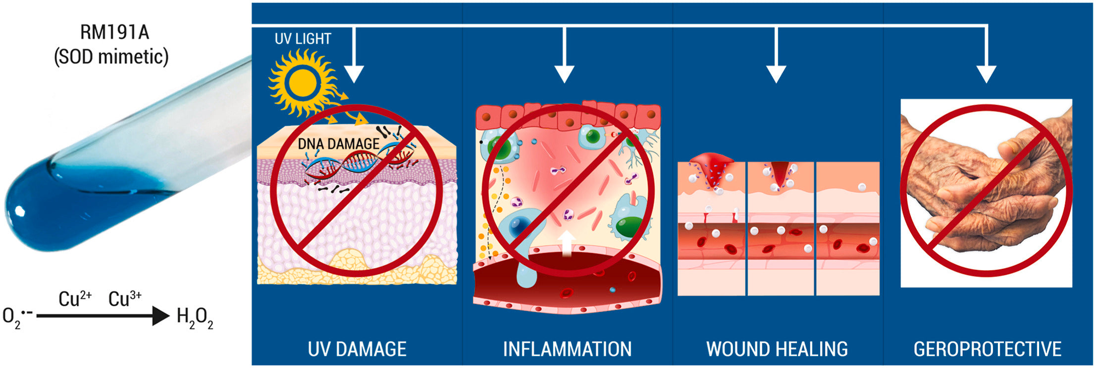 Media Release: New research shows RM191A fast tracks wound healing, reduces DNA damage and neutralises inflammation.