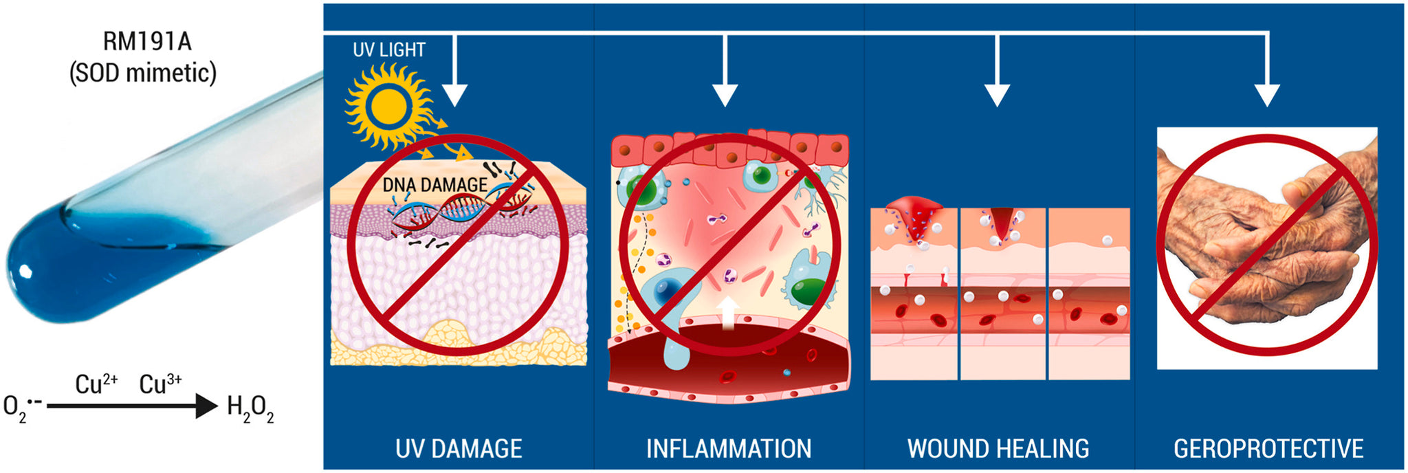 Media Release: New research shows RM191A fast tracks wound healing, reduces DNA damage and neutralises inflammation.